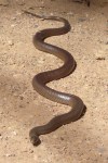 Eastern_Brown_Snake_Peter-Woodard